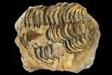 Fossil Calymene Trilobite Nodule - Morocco #106628-1